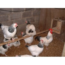 LIGHT SUSSEX HYBRID LARGE FOWL 